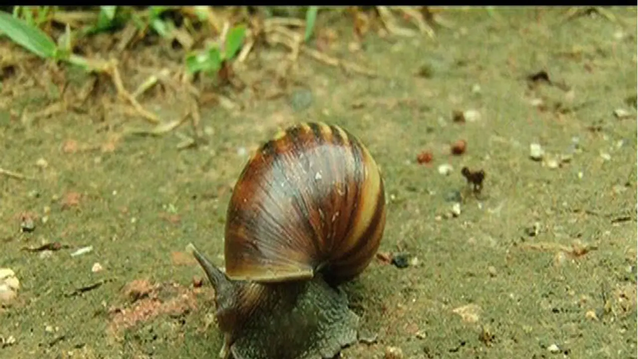 To eat or not to eat: Giant African Snail prompts slimy debate in Kerala To eat or not to eat: Giant African Snail prompts slimy debate in Kerala