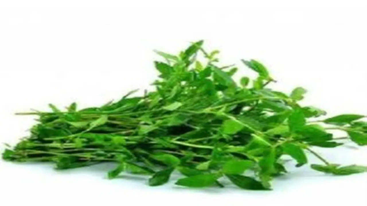 நாம் அரைக்கீரை என்று சொல்லும் கீரையின் அசல் பெயர் என்ன தெரியுமா? "அறுகீரை". ஏன் இந்தப் பெயர்? நாம் அரைக்கீரை என்று சொல்லும் கீரையின் அசல் பெயர் என்ன தெரியுமா? "அறுகீரை". ஏன் இந்தப் பெயர்?