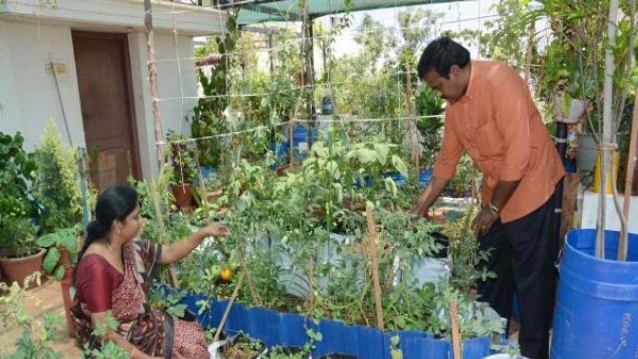 வீட்டுத் தோட்டத்தை இப்படி அமைப்பதால் எவ்வளவு பிளஸ் இருக்கு தெரியுமா? வீட்டுத் தோட்டத்தை இப்படி அமைப்பதால் எவ்வளவு பிளஸ் இருக்கு தெரியுமா?