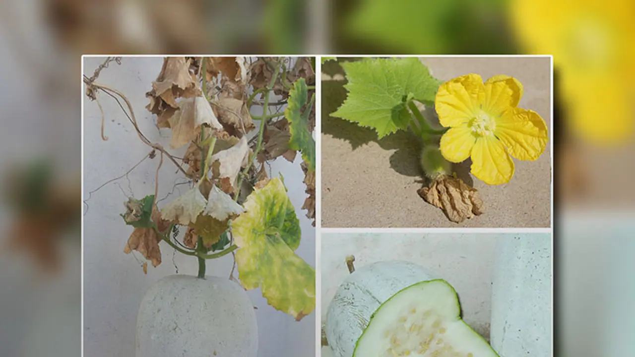 Ash Gourd floods Bengaluru, Mysuru market for Dasara