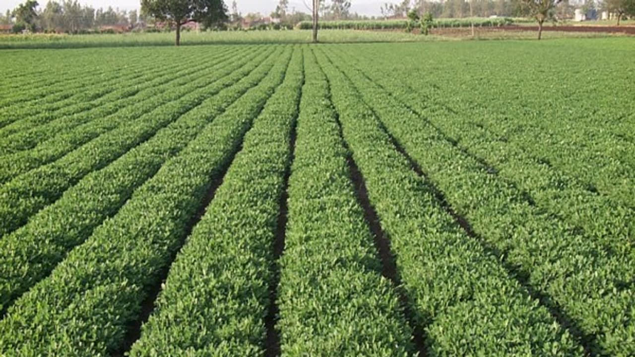 நிலக்கடலையின் உரத் தேவைகளை பூர்த்தி செய்ய இதோ எளிய வழிகள்... நிலக்கடலையின் உரத் தேவைகளை பூர்த்தி செய்ய இதோ எளிய வழிகள்...