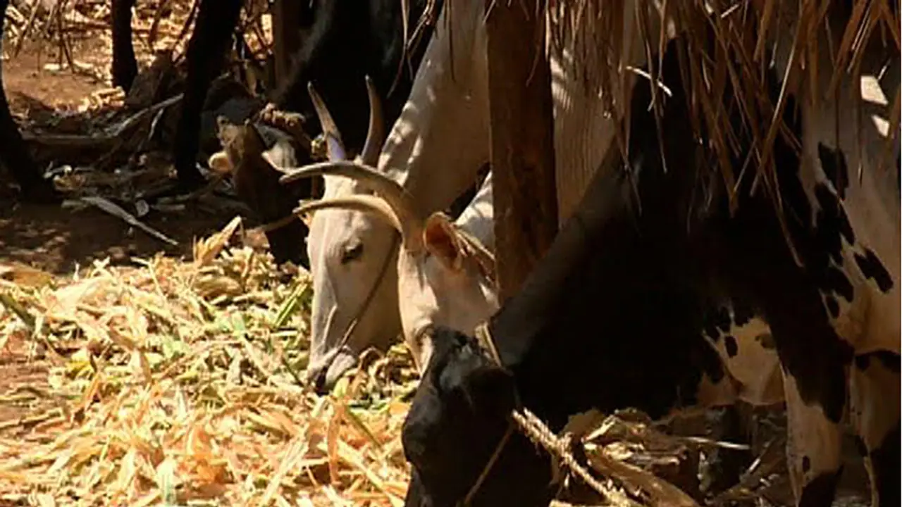 ಯುಪಿ ಜೈಲುಗಳಲ್ಲಿ ಗೋಶಾಲೆ, ಸಾವಯವ ಕೃಷಿ! ಯುಪಿ ಜೈಲುಗಳಲ್ಲಿ ಗೋಶಾಲೆ, ಸಾವಯವ ಕೃಷಿ!