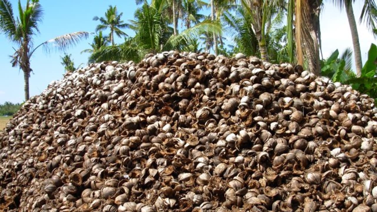 தென்னை நார்க் கழிவுகளை உரமாக பயன்படுத்தி அதிக விளைச்சல் பெறலாம். எப்படி? தென்னை நார்க் கழிவுகளை உரமாக பயன்படுத்தி அதிக விளைச்சல் பெறலாம். எப்படி?