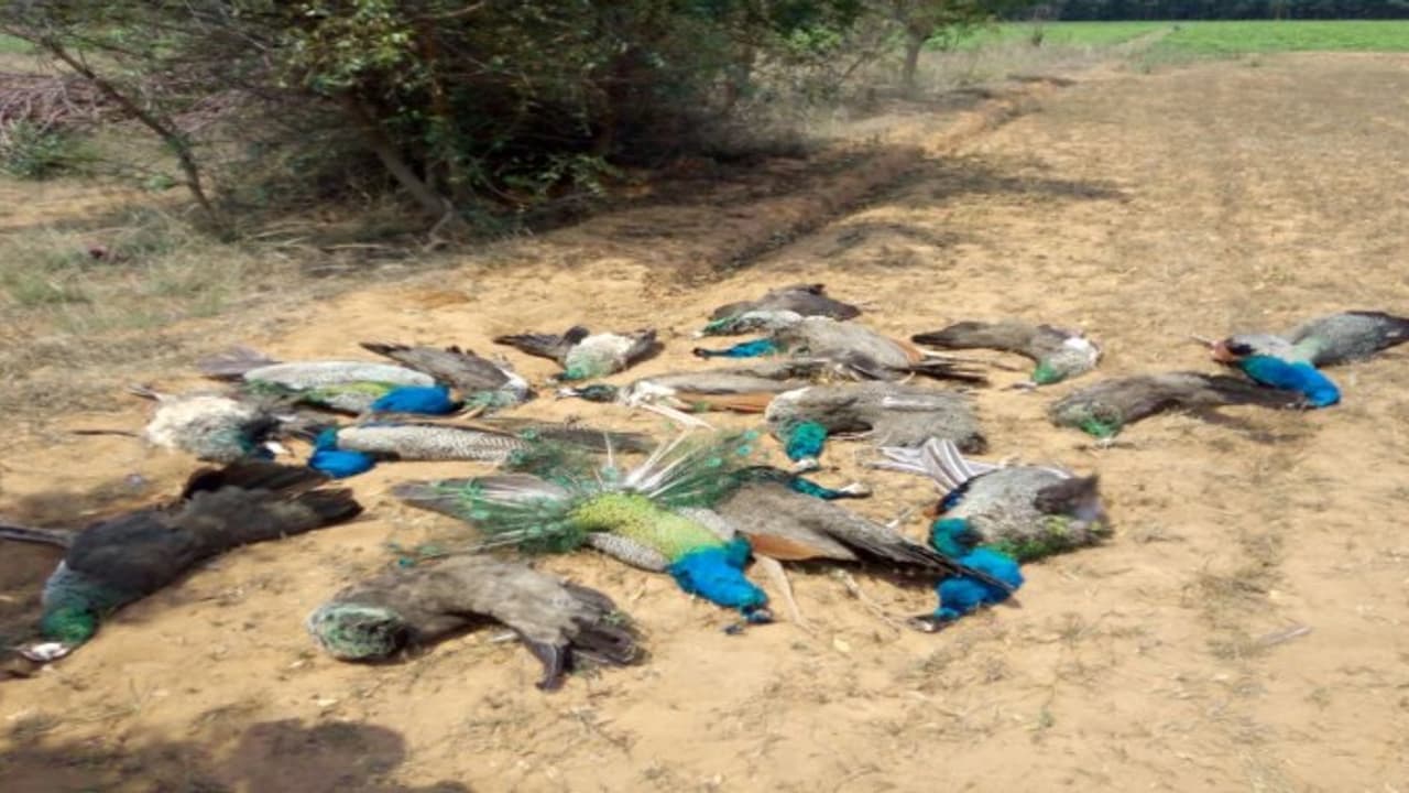 தேசிய பறவைக்கே இந்த நிலையா? 30 க்கும் மேற்பட்ட மயில்கள் விஷம் வைத்து கொலை… தேசிய பறவைக்கே இந்த நிலையா? 30 க்கும் மேற்பட்ட மயில்கள் விஷம் வைத்து கொலை…