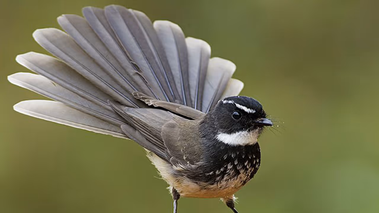 കേരളത്തില് ശ്വേതകണ്ഠന് ആട്ടക്കാരനെ കണ്ടെത്തി കേരളത്തില് ശ്വേതകണ്ഠന് ആട്ടക്കാരനെ കണ്ടെത്തി