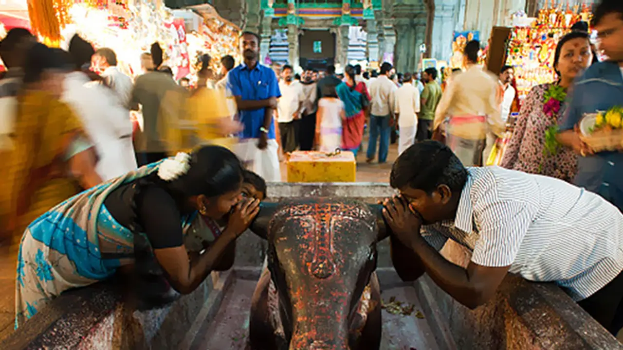 ‘Bulls cannot be hurt’ is the golden rule of Jallikattu, but who follows it? ‘Bulls cannot be hurt’ is the golden rule of Jallikattu, but who follows it?