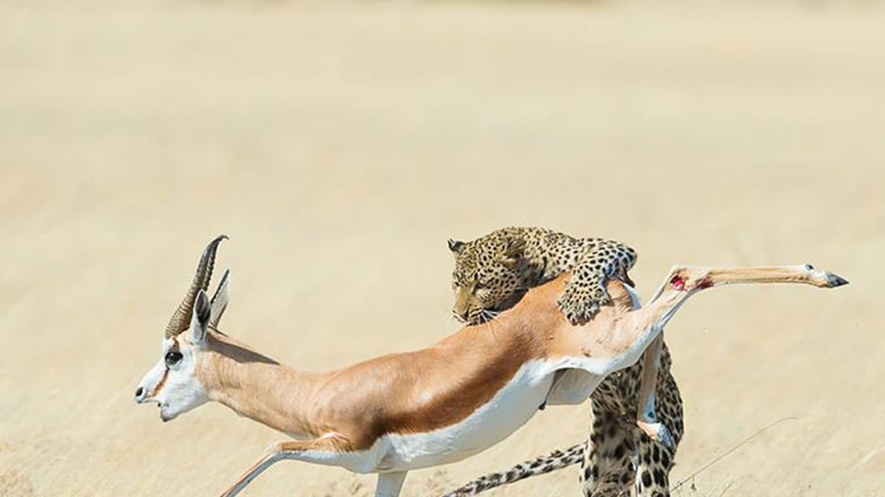 കാട്ടിലെ സ്റ്റണ്ട് സീനുകള്! കാട്ടിലെ സ്റ്റണ്ട് സീനുകള്!