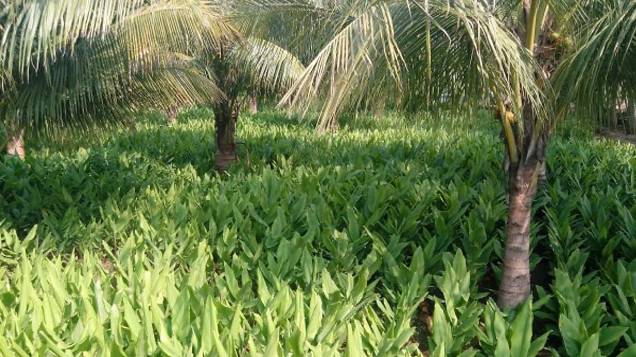 மஞ்சளுக்கு ஊடுபயிராக மிளகாயை பயிரிடுவதால் விளைச்சல் மற்றும் லாபம் அதிகரிக்கும்…c மஞ்சளுக்கு ஊடுபயிராக மிளகாயை பயிரிடுவதால் விளைச்சல் மற்றும் லாபம் அதிகரிக்கும்…c