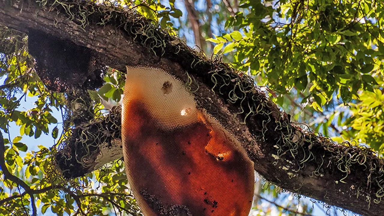 Wasp nests in Dickoya pose a 'security' threat to Modi Wasp nests in Dickoya pose a 'security' threat to Modi