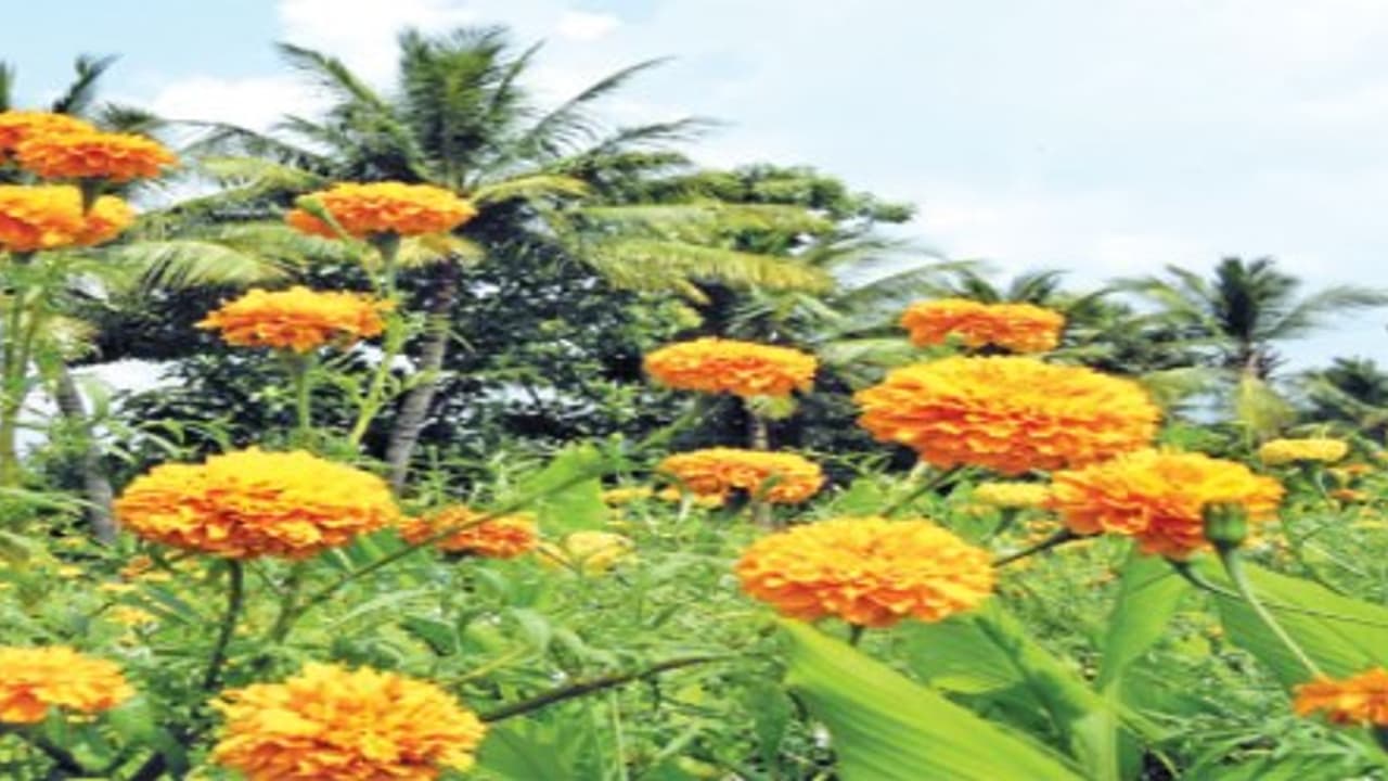 சாமந்திப் பூ பூச்சிக்கொல்லி எப்படி தயாரிக்கப்படுகிறது? அதன் பயன்கள் என்ன? சாமந்திப் பூ பூச்சிக்கொல்லி எப்படி தயாரிக்கப்படுகிறது? அதன் பயன்கள் என்ன?