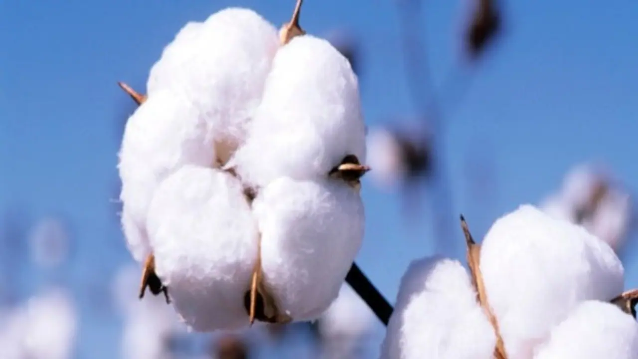 பருத்தி சாகுபடியில் மேற்கொள்ள வேண்டிய களைக் கட்டுப்பாடுகள் இதோ... பருத்தி சாகுபடியில் மேற்கொள்ள வேண்டிய களைக் கட்டுப்பாடுகள் இதோ...