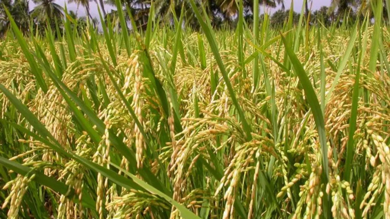 பயிர்களின் வளர்ச்சிக்கு எத்தனை வகையான ஊட்டசத்துக்கள் தேவை தெரியுமா? பயிர்களின் வளர்ச்சிக்கு எத்தனை வகையான ஊட்டசத்துக்கள் தேவை தெரியுமா?