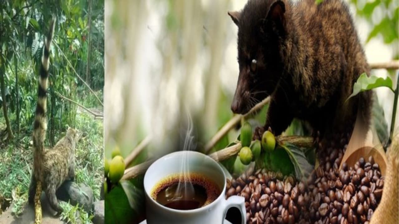 ஒரு காஃபி விலை ரூ.1600 ..! பூனையின் "கக்கா" தான் காப்பி கொட்டை..! அருந்த அலைமோதும் மக்கள்..! ஒரு காஃபி விலை ரூ.1600 ..! பூனையின் "கக்கா" தான் காப்பி கொட்டை..! அருந்த அலைமோதும் மக்கள்..!