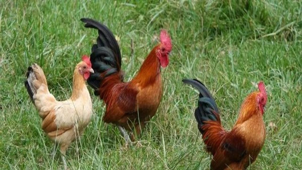 நாட்டு கோழிகளுக்கான கலப்பு தீவனம் மற்றும் மூலிகை மருத்துவம் ஒரு அலசல்.. நாட்டு கோழிகளுக்கான கலப்பு தீவனம் மற்றும் மூலிகை மருத்துவம் ஒரு அலசல்..