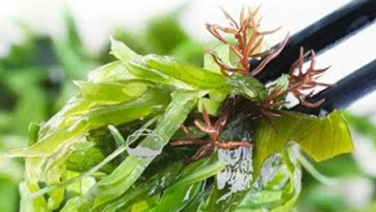 Good news! Seaweed extracts can cure obesity Good news! Seaweed extracts can cure obesity