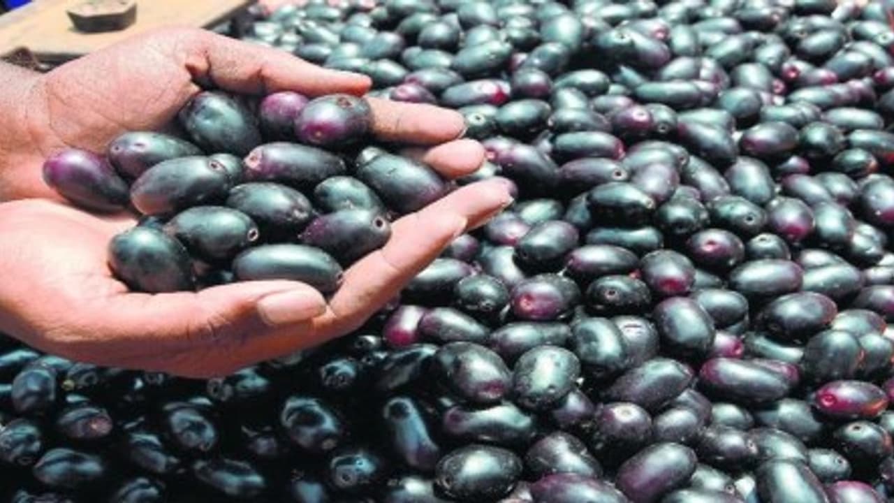 உங்களுக்குத் தெரியுமா? நாவல் பழம் இரத்தத்தைச் சுத்தப்படுத்தும்… உங்களுக்குத் தெரியுமா? நாவல் பழம் இரத்தத்தைச் சுத்தப்படுத்தும்…