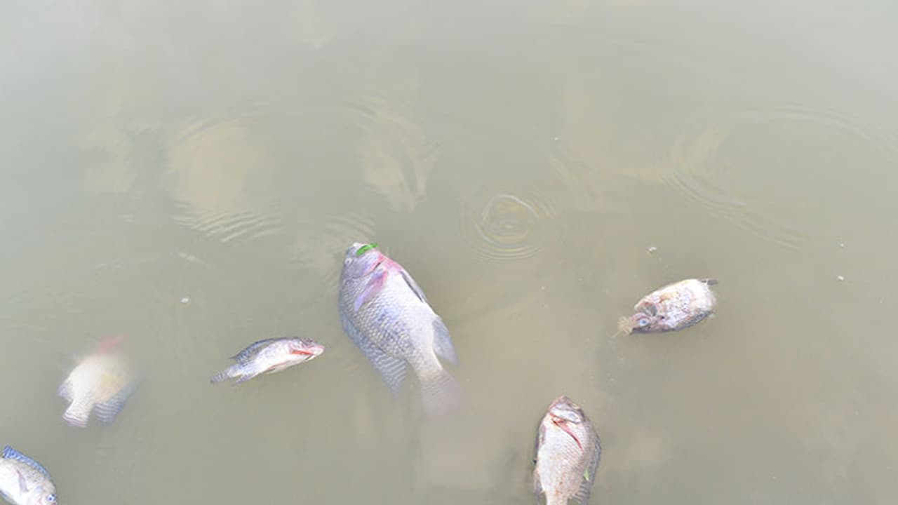 Tilapia Lake virus spread to fish in Andhra,Kerala,Tamil Nadu Tilapia Lake virus spread to fish in Andhra,Kerala,Tamil Nadu