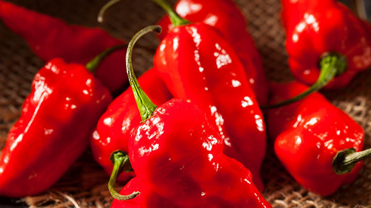 Man burns a hole in his throat after eating Bhut Jolokia chilly Man burns a hole in his throat after eating Bhut Jolokia chilly