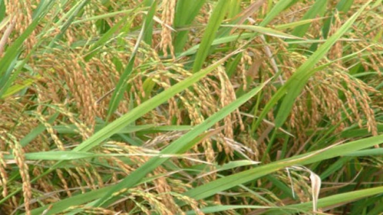 ரசாயனத்துல செலவு அதிகம்; ஆனால், இயற்கையில் லாபம் தான் அதிகம்… ரசாயனத்துல செலவு அதிகம்; ஆனால், இயற்கையில் லாபம் தான் அதிகம்…