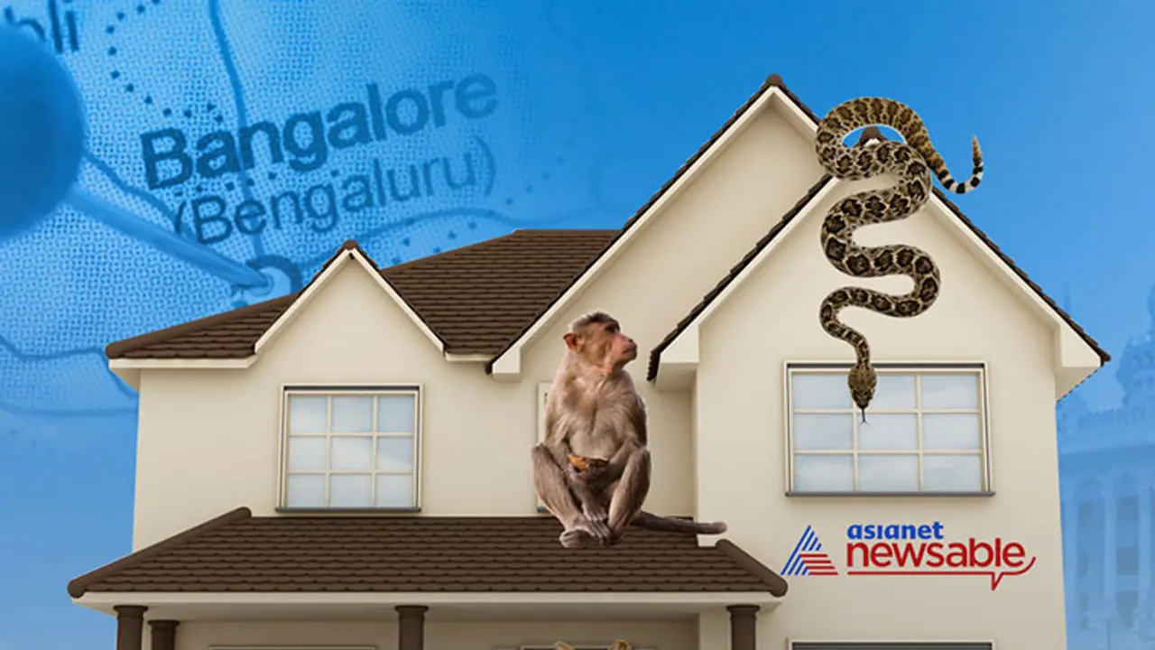 Bengalureans invaded their forests, now we got to learn to live with animal conflict Bengalureans invaded their forests, now we got to learn to live with animal conflict