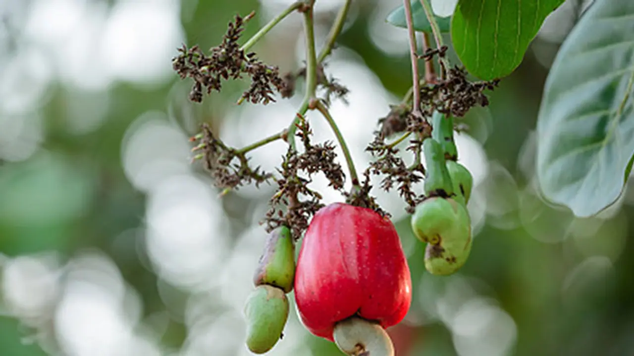 ಇಂದು ಗೋಡಂಬಿ ದಿನ: ಕ್ಯಾಶ್ಯೂ ತಿನ್ನೋದ್ರಿಂದ ಪುರುಷತ್ವ ಹೆಚ್ಚುತ್ತಾ? ಇಂದು ಗೋಡಂಬಿ ದಿನ: ಕ್ಯಾಶ್ಯೂ ತಿನ್ನೋದ್ರಿಂದ ಪುರುಷತ್ವ ಹೆಚ್ಚುತ್ತಾ?