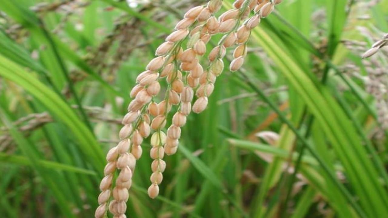 குறுவை சாகுபடிக்கு ஏற்ற இரண்டு இரகங்கள்; நோய்களும் தாக்காது அவ்வளவு பெஸ்ட்.. குறுவை சாகுபடிக்கு ஏற்ற இரண்டு இரகங்கள்; நோய்களும் தாக்காது அவ்வளவு பெஸ்ட்..