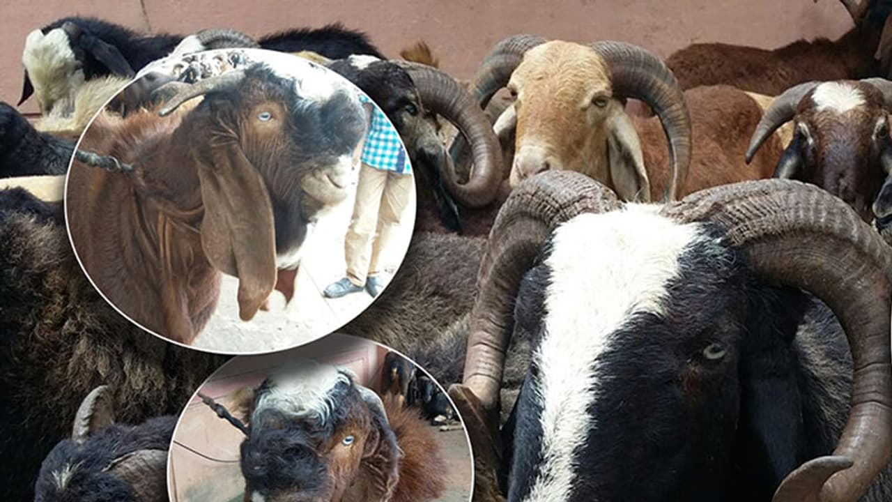 Bengaluru all set to witness over 4 lakh animals slaughter for Bakrid Bengaluru all set to witness over 4 lakh animals slaughter for Bakrid