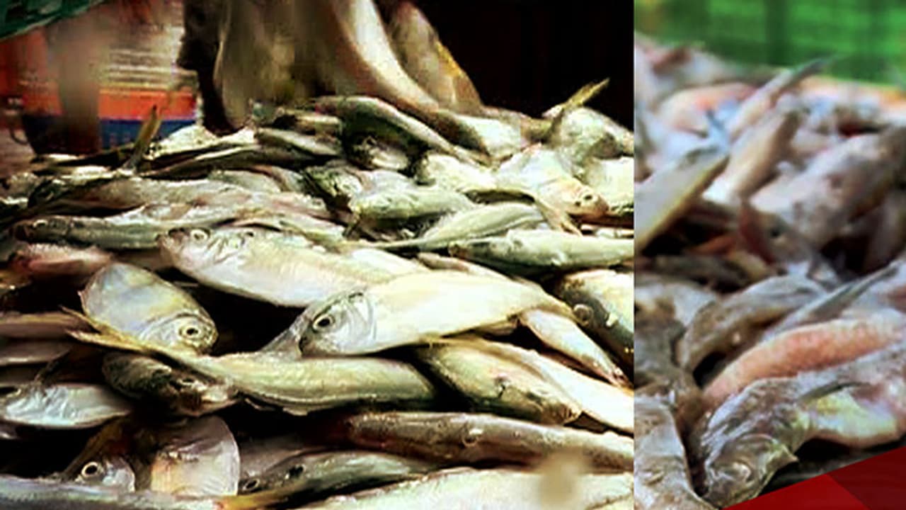 2.5 ലക്ഷം വരെ പിഴ, ചെറിയ സെന്‍റിമീറ്റർ മാറിയാലും കടുത്ത നടപടി; പിടിച്ചെടുത്ത് നശിപ്പിച്ചത് 300 കിലോ ചെറിയ അയല