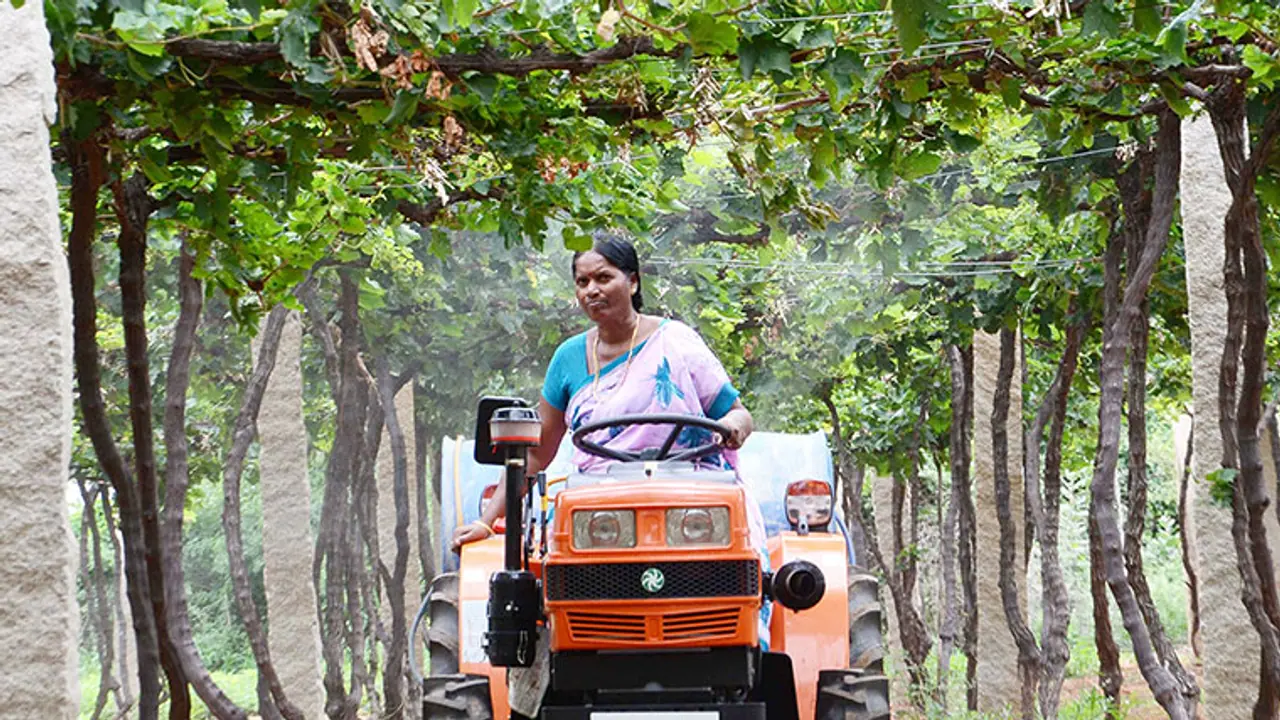 Anantaneni Umamaheswari: A hard life sweetened by seedless grapes Anantaneni Umamaheswari: A hard life sweetened by seedless grapes