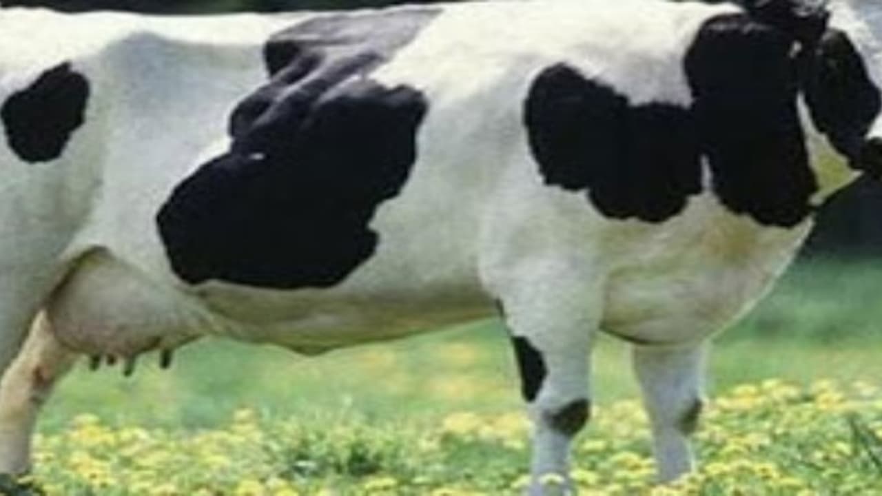 கறவை மாடுகளின் நஞ்சுக்கொடி தங்குதலுக்கான காரணம் மற்றும் வழிமுறைகள்… கறவை மாடுகளின் நஞ்சுக்கொடி தங்குதலுக்கான காரணம் மற்றும் வழிமுறைகள்…