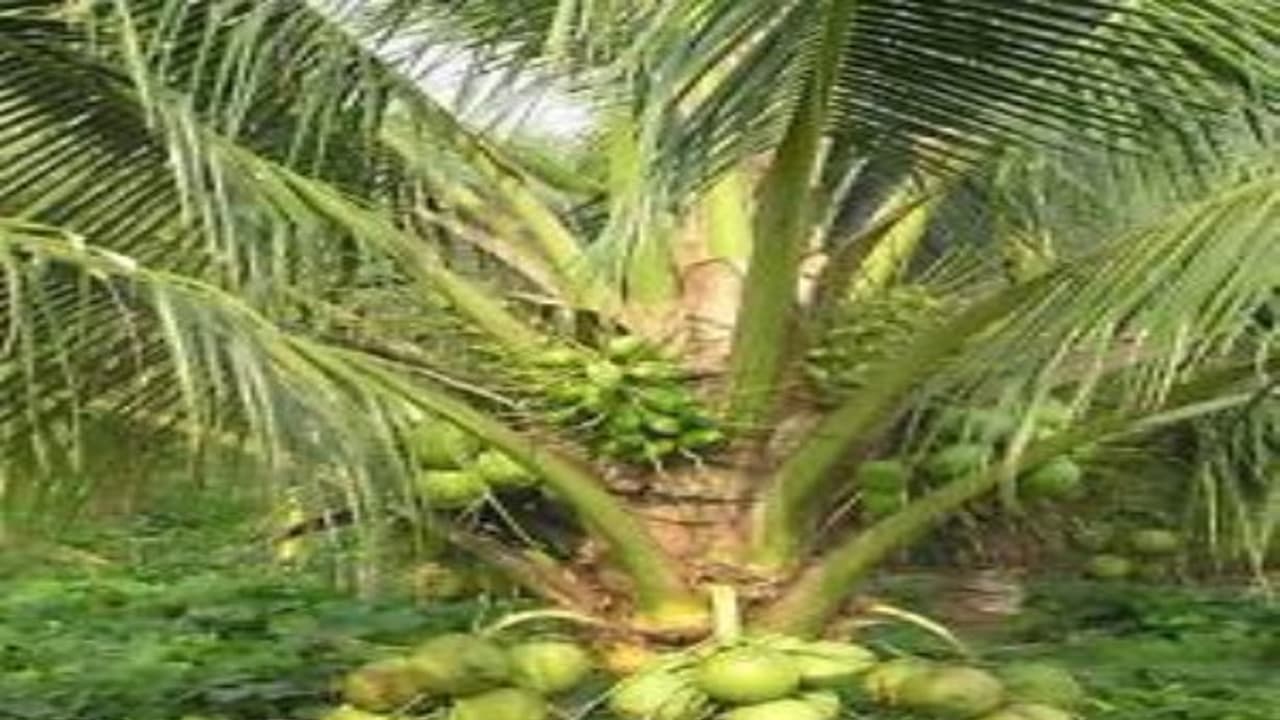 இந்த இரண்டு பூச்சிகளாலும் தென்னை வெகுவாக தாக்கப்படுகிறது... இப்படி சுலபமாக தடுக்கலாம்... இந்த இரண்டு பூச்சிகளாலும் தென்னை வெகுவாக தாக்கப்படுகிறது... இப்படி சுலபமாக தடுக்கலாம்...