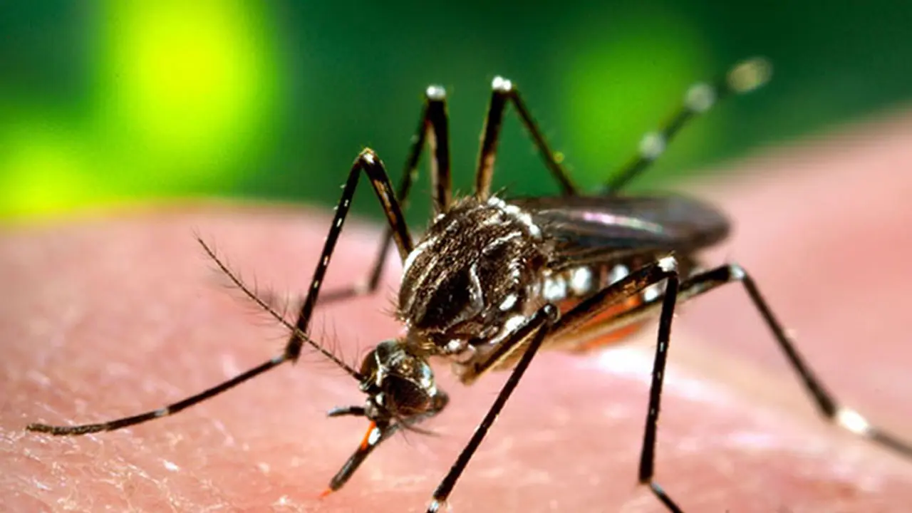 വീണ്ടുമൊരു ഡെങ്കിപ്പനി കാലം! വീണ്ടുമൊരു ഡെങ്കിപ്പനി കാലം!