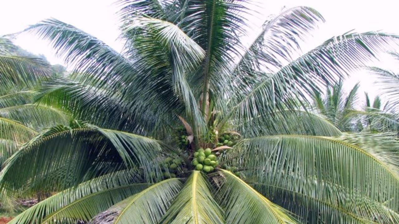 ‘ராம் கங்கா’ தென்னை மர ரகத்தை பற்றி நீங்கள் கேள்விப்பட்டதுண்டா? ஆச்சரியப்படுத்தும் தகவல்கள் உள்ளே.... ‘ராம் கங்கா’ தென்னை மர ரகத்தை பற்றி நீங்கள் கேள்விப்பட்டதுண்டா? ஆச்சரியப்படுத்தும் தகவல்கள் உள்ளே....
