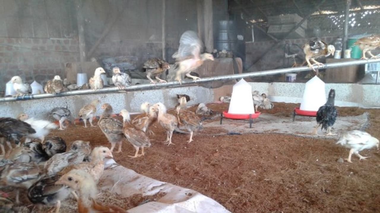 கோழிகளுக்கு ஏற்ற தீவன தொட்டிகளில் எத்தனை வகைகள் இருக்கு தெரியுமா? கோழிகளுக்கு ஏற்ற தீவன தொட்டிகளில் எத்தனை வகைகள் இருக்கு தெரியுமா?