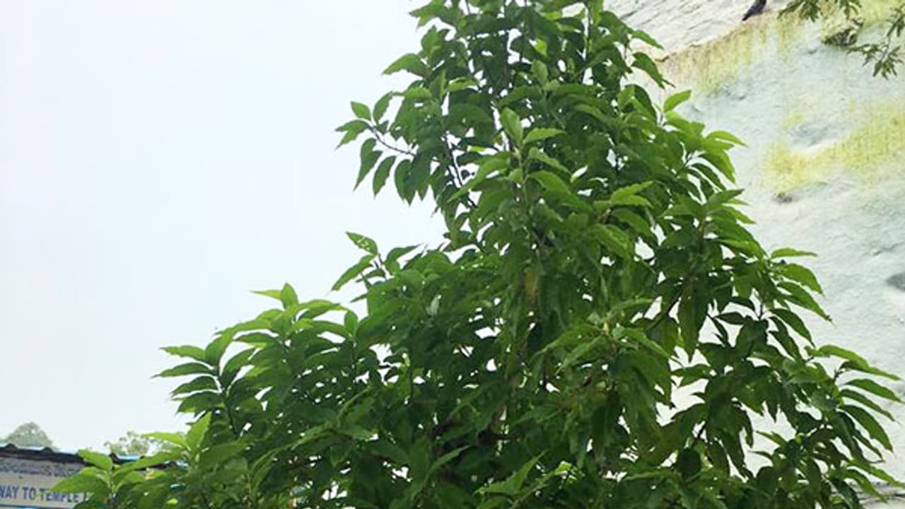 హమ్మయ్య... కేసిఆర్ మొక్క ఈడ బానే పెరిగింది హమ్మయ్య... కేసిఆర్ మొక్క ఈడ బానే పెరిగింది