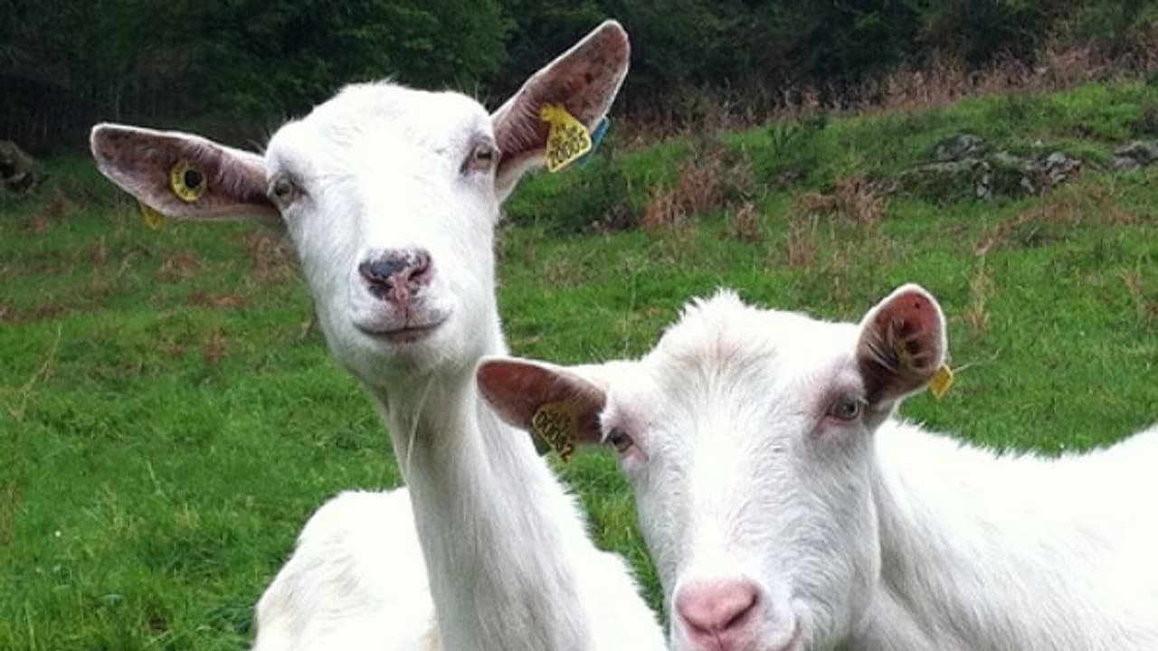  ஆடுகள் ஆரோக்கியமாக வளர இந்த மூன்று விஷயங்களையும் கட்டாயம் செய்யணும்...