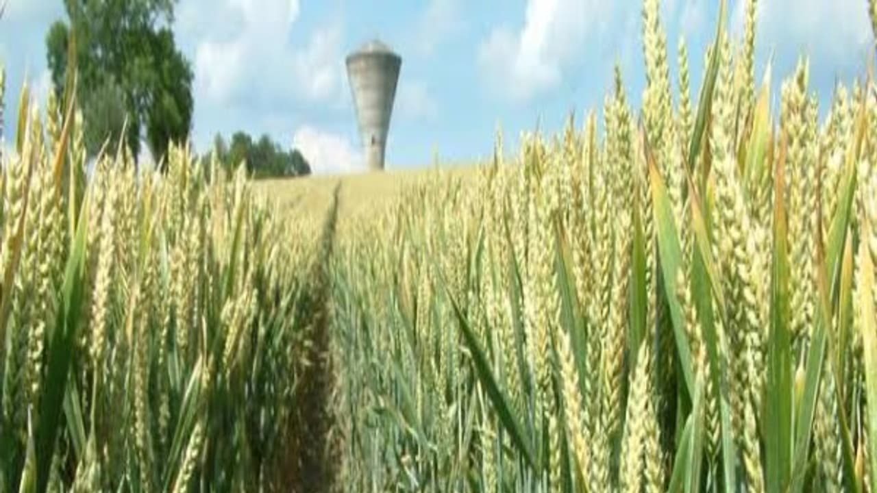 நெற்பயிரை அதிகளவில் தாக்கும் இந்த பூச்சிகளைக் கட்டுப்படுத்தும் வழிமுறைகள்… நெற்பயிரை அதிகளவில் தாக்கும் இந்த பூச்சிகளைக் கட்டுப்படுத்தும் வழிமுறைகள்…