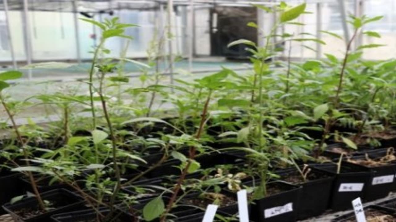 பயிர் களைகளை ஒழிக்க இவற்றை பயன்படுத்தலாம். பயிர் களைகளை ஒழிக்க இவற்றை பயன்படுத்தலாம்.