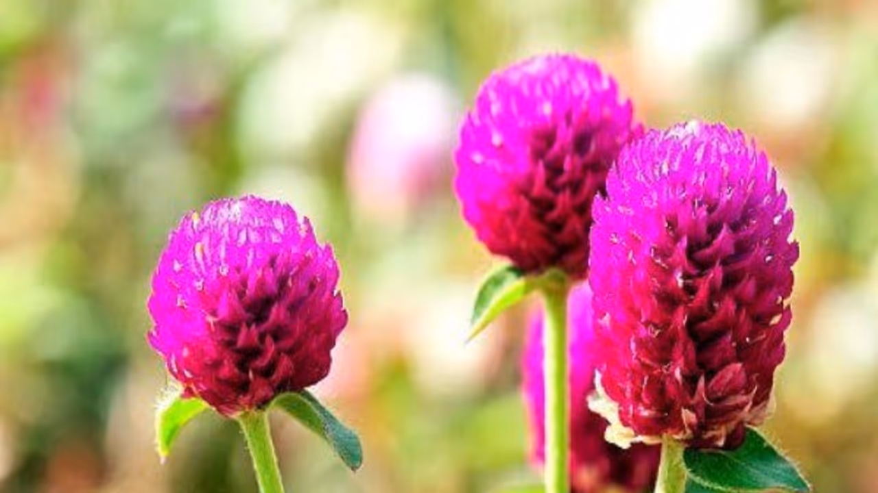 அலங்காரத்திற்காக பயன்படும் வாடாமல்லியில் இருக்கும் அதி அற்புத மருத்துவ குணங்கள். படிங்க தெரியும்... அலங்காரத்திற்காக பயன்படும் வாடாமல்லியில் இருக்கும் அதி அற்புத மருத்துவ குணங்கள். படிங்க தெரியும்...