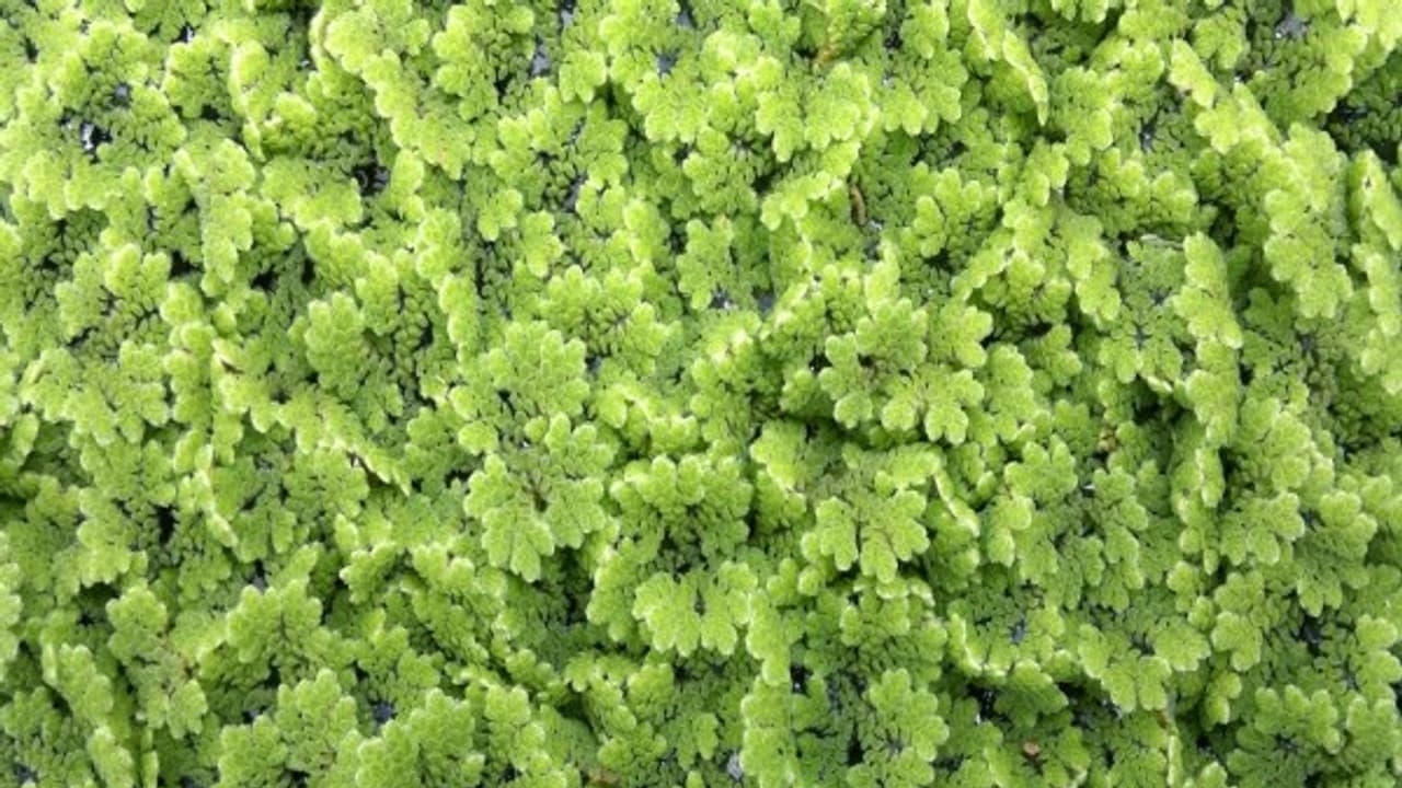 நாட்டுக் கோழிகளுக்கு ஏற்ற சிறந்த தீவனம் "அசோலா". ஏன்? நாட்டுக் கோழிகளுக்கு ஏற்ற சிறந்த தீவனம் "அசோலா". ஏன்?