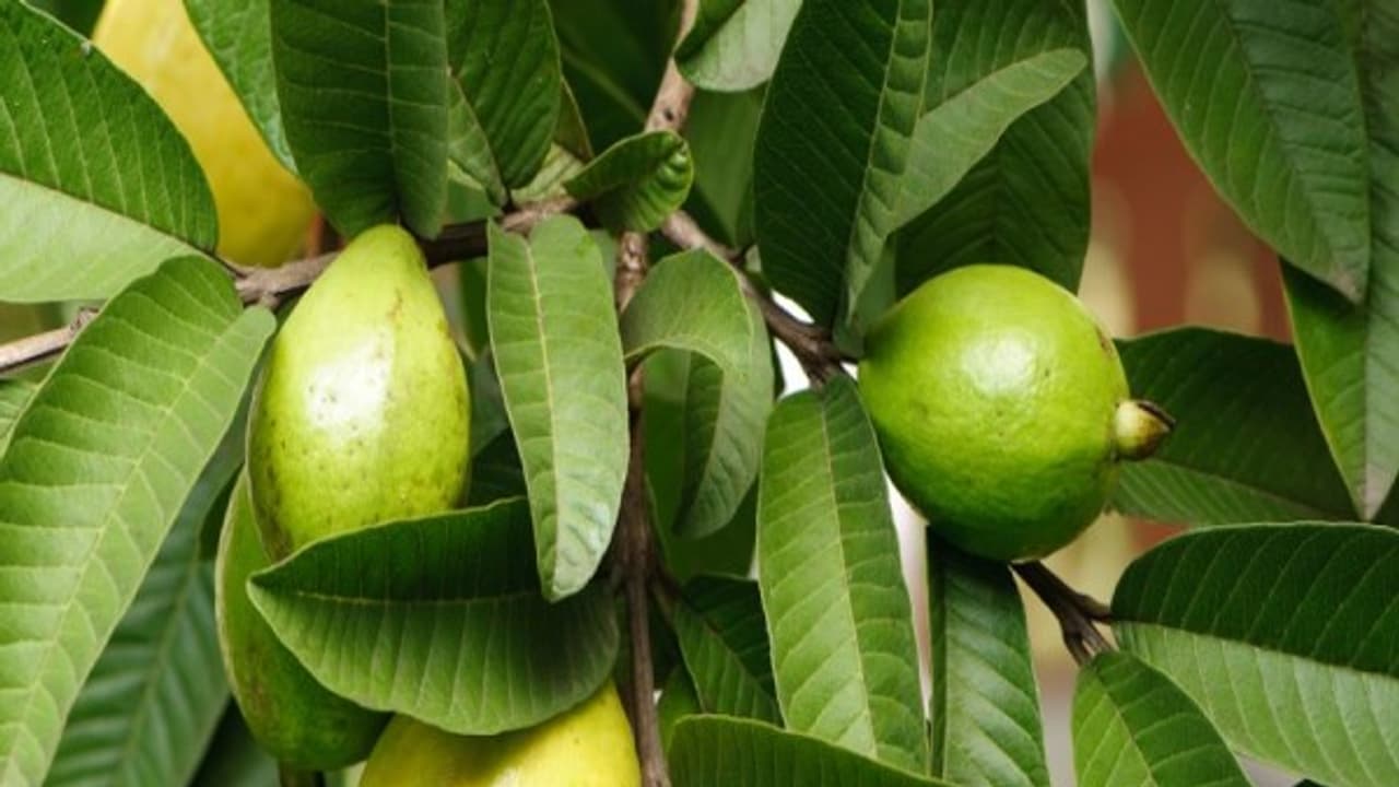 வயிற்றுப் போக்கை குணமாக்க கொய்யா இலைகளை தின்றாலே போதும்; இன்னும் நிறைய டிப்ஸ் உள்ளே... வயிற்றுப் போக்கை குணமாக்க கொய்யா இலைகளை தின்றாலே போதும்; இன்னும் நிறைய டிப்ஸ் உள்ளே...