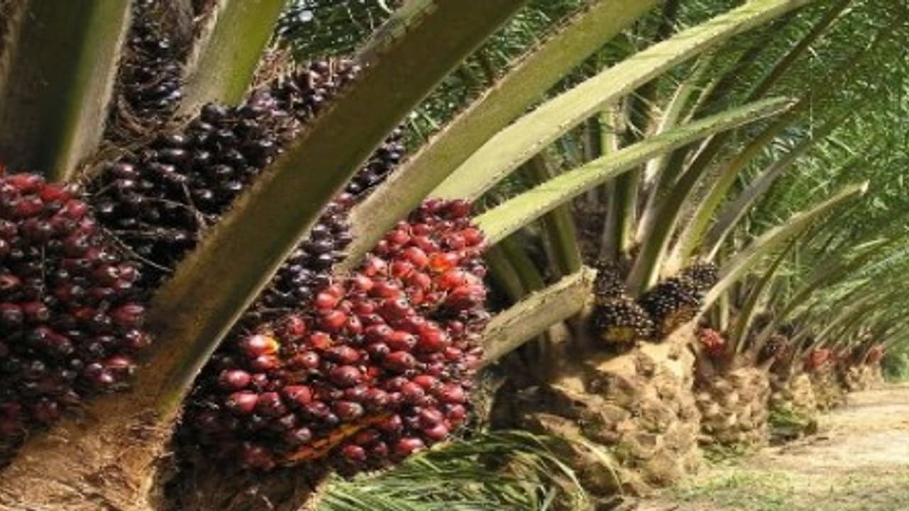 பல மடங்கு அதிக எண்ணெய் மகசூல் தரும் எண்ணெய் பனை சாகுபடி…