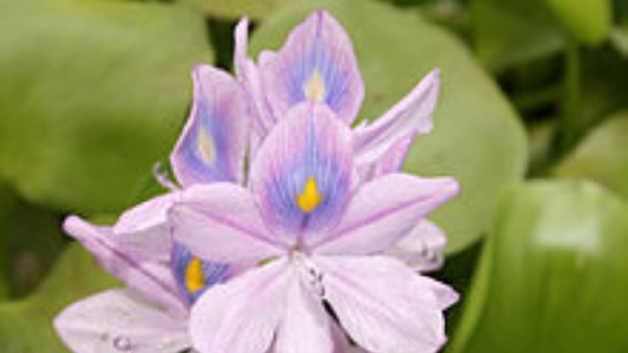 உங்களுக்குத் தெரியுமா? ஆகாயத் தாமரையில் இலைகளில் தான் மருத்துவ பயன்கள் அதிகம்... உங்களுக்குத் தெரியுமா? ஆகாயத் தாமரையில் இலைகளில் தான் மருத்துவ பயன்கள் அதிகம்...