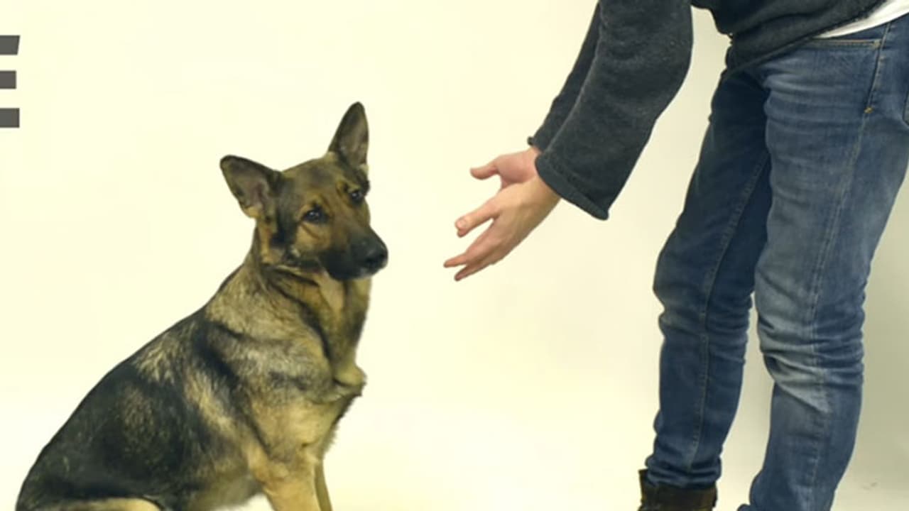 Watch: Magician confuses dogs with his magic tricks Watch: Magician confuses dogs with his magic tricks