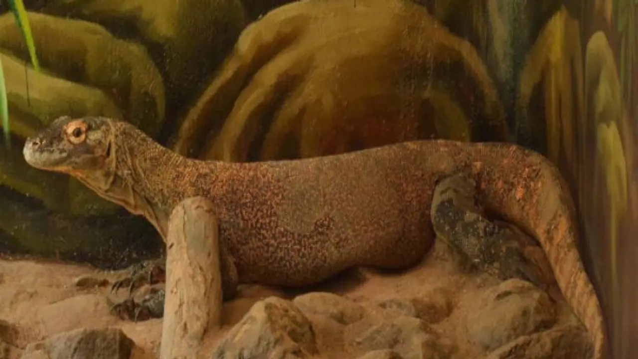 இந்தியாவில் முதன்முறையாக காஞ்சிபுரத்திற்கு வந்த அமெரிக்க இராட்சத உடும்பு; அரியவகை என்பதால் கூடுதல் கவனிப்பு… இந்தியாவில் முதன்முறையாக காஞ்சிபுரத்திற்கு வந்த அமெரிக்க இராட்சத உடும்பு; அரியவகை என்பதால் கூடுதல் கவனிப்பு…