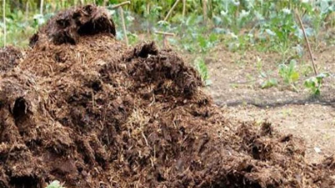 எருவை இப்படி உருவாக்கினால்தான் மண்புழு உரம் தயாரிக்க சுலபமாக இருக்கும்... எருவை இப்படி உருவாக்கினால்தான் மண்புழு உரம் தயாரிக்க சுலபமாக இருக்கும்...