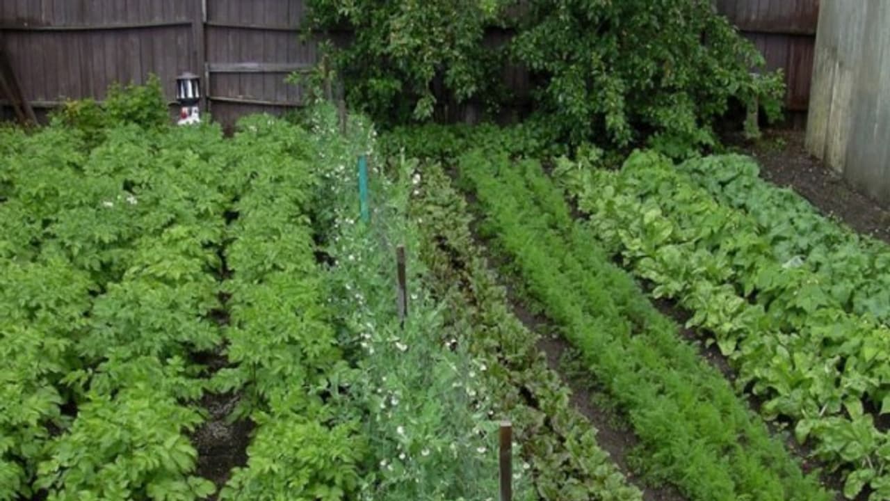 இயற்கை முறையில் கீரையை பயிர் செய்வது எப்படி? இயற்கை முறையில் கீரையை பயிர் செய்வது எப்படி?