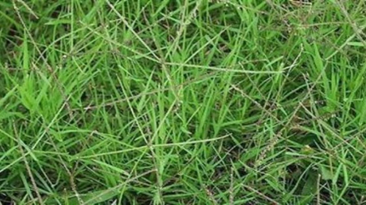 பூஸ்ட், ஹார்லிக்ஸ் விட மிகச் சிறந்த ஊட்டச்சத்து மருந்து “அருகம்புல்”…