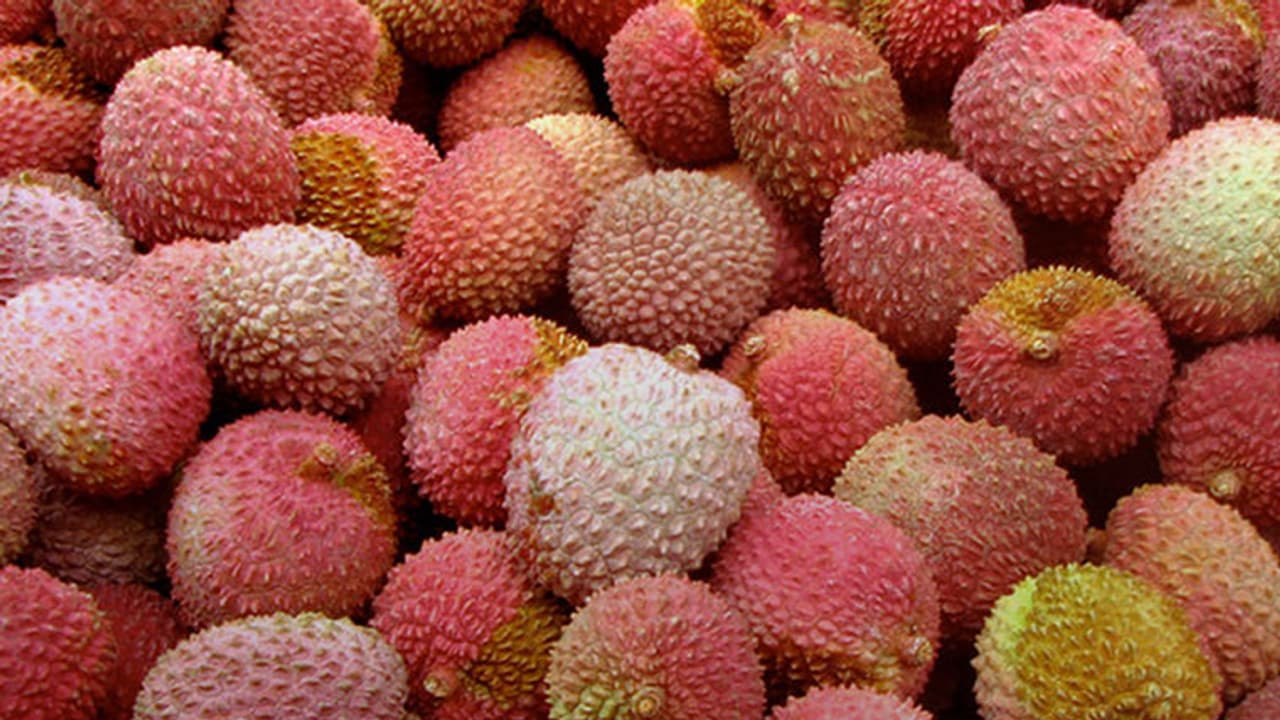 This fruit has been killing kids in Muzaffarpur for 22 years This fruit has been killing kids in Muzaffarpur for 22 years