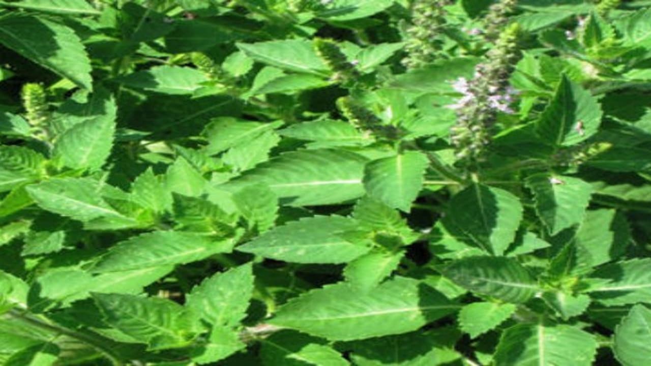 எளிதாகக் கிடைக்கும் துளசியில் மகத்துவங்கள் ஏராளம்… எளிதாகக் கிடைக்கும் துளசியில் மகத்துவங்கள் ஏராளம்…